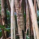 Pandanus urophyllus Bark