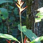 Heliconia acuminata Kukka