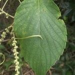 Gouania polygama Leaf
