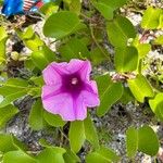 Ipomoea pes-capraeŽiedas