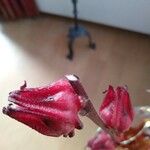 Malus × purpurea Žiedas