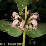 Phlomis samia Arall