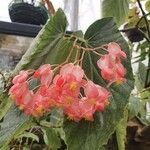 Begonia coccinea 花