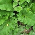 Arctium nemorosum Feuille