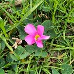 Oxalis purpurea Flor