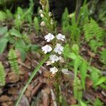 Cynorkis debilis Flower