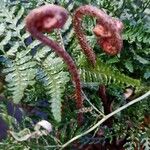 Dryopteris erythrosora 葉