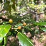 Ilex cassine Fruto