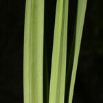 Schoenocaulon officinale Folha