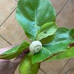 Guettarda speciosa Облик