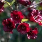 Rhododendron sanguineum Bloem