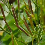 Cardamine asarifolia Mbuma