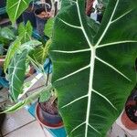 Alocasia micholitziana Φύλλο