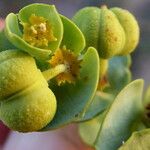 Euphorbia paralias Fruto