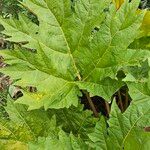 Rheum palmatum Likasa