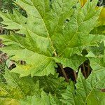 Rheum palmatum Blatt