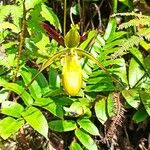 Phragmipedium longifolium Кветка