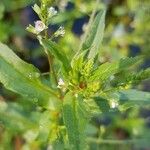Veronica catenata Hoja