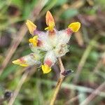 Anthyllis vulneraria 花