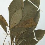 Chimarrhis microcarpa Other