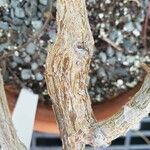 Cissus verticillata چھال