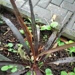 Ophiopogon planiscapus Blatt