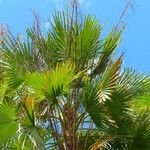 Copernicia alba Hoja