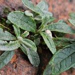 Buddleja globosa Лист