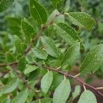 Ulmus parvifolia Blatt