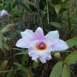 Sobralia roseaफूल