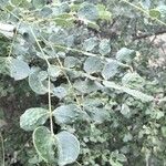 Commiphora baluensis Blatt