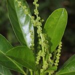 Tetrorchidium rotundatum Leaf