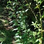 Solanum valdiviense Συνήθη χαρακτηριστικά