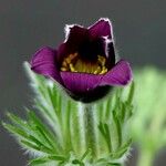 Anemone rubra Flor