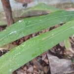 Alpinia calcarata Leaf