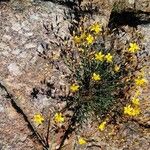 Hypericum linariifolium Máis