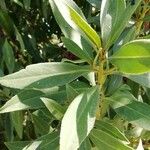 Myoporum laetum Blad