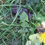 Taraxacum officinale पत्ता