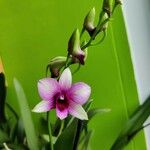 Dendrobium spp. Květ
