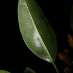 Ficus hesperidiiformis Leaf