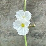 Aquarius cordifolius Flower