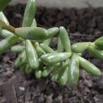 Sedum × rubrotinctum Blad