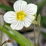 Linum catharticum Flower