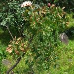 Protea madiensis Hábito