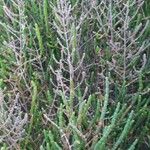 Arthrocnemum macrostachyum Mosusu