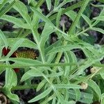 Ratibida columnifera Blatt