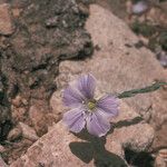 Linum lewisii ശീലം