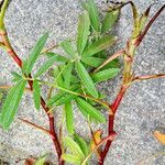 Comarum palustre Leaf