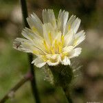 Hieracium albiflorum Flower