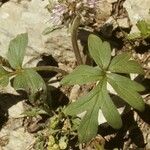 Hydrophyllum capitatum Habit